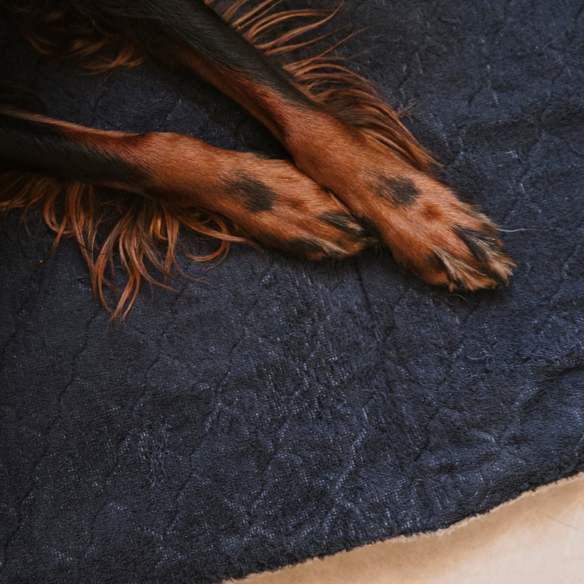 Nordic Sleep x Siccaro hundsäng - Navy - M